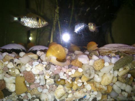 Fische Kleinanzeigen