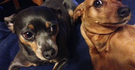 Josie and Jovie are two peas in a pod – Shaw Local