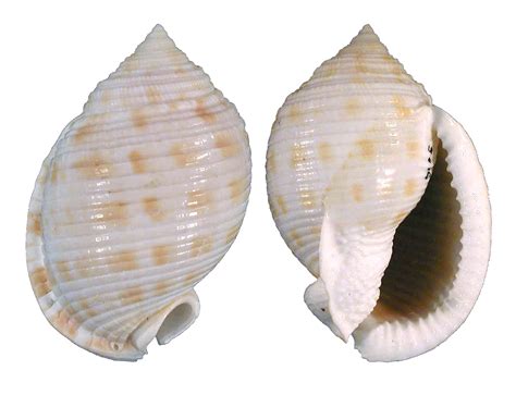 The Holy Grails of Southern Shells – Garden & Gun