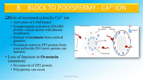 Image result for Human Internal Fertilization