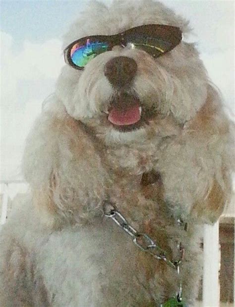 Image result for Spoodle Cockapoo