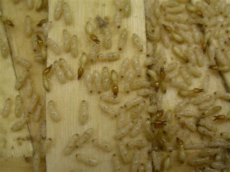 Image result for Formosan Termites
