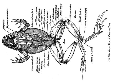 Frog Dissection Tutorial 的图像结果