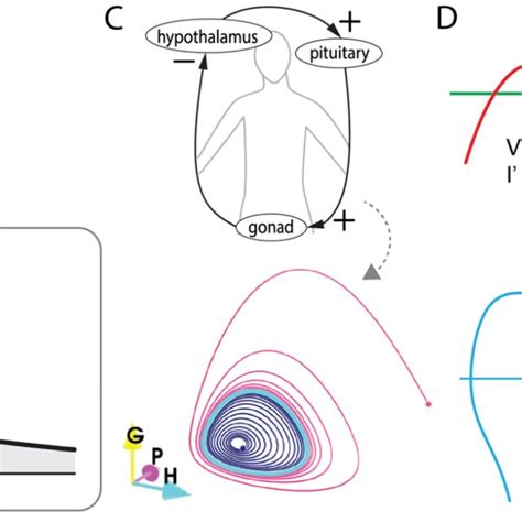 Image result for Feedback Loop for Homeostasis