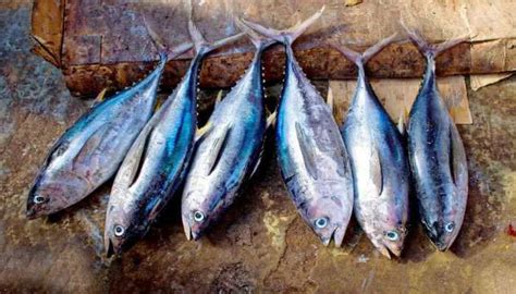 The Secret In The Sea: This Tiny Fish Could Stop Hair Fall And ...