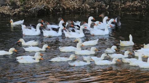 What Is A Group Of Ducks Called? Collective Nouns for Ducks