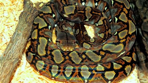 Retic Python Pet 的图像结果