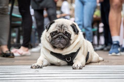 PUG CAFE - KENT, The Manor House Tunbridge Wells, Royal Tunbridge Wells ...