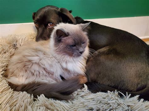 Do Cats Trust Differently Than Dogs — Or Just Smarter? - felinefam.com