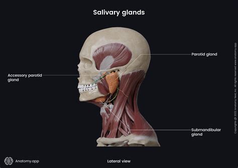Salivary glands | Encyclopedia | Anatomy.app | Learn anatomy | 3D ...