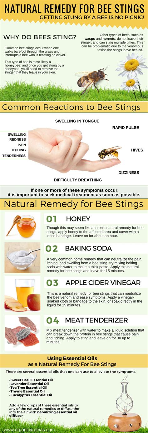 Wasp Sting Remedies
