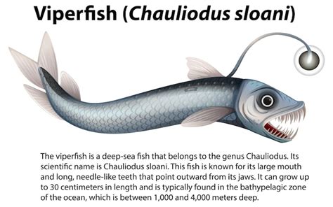 イタチ イラスト 画像 - Freepikで無料ダウンロード