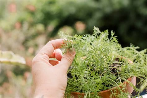 Dill: Plant Care & Growing Guide