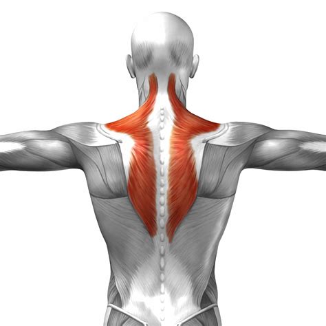 #1 Professional Muscle Strain of the Upper Back Treatment - Pain MD Houston