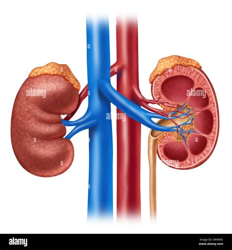 List 100+ Pictures Image Of Kidneys In The Body Latest