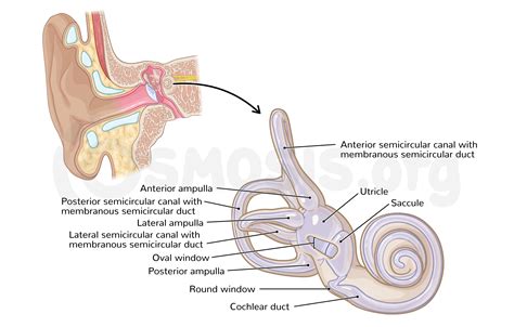 Ear Anatomy Oval Window