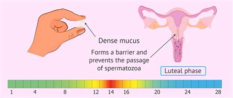 Luteal Phase Yellow Discharge at Indiana Brownless blog