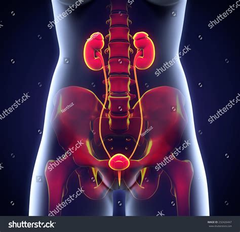 Image result for Diffusion Model Animation Forward Process