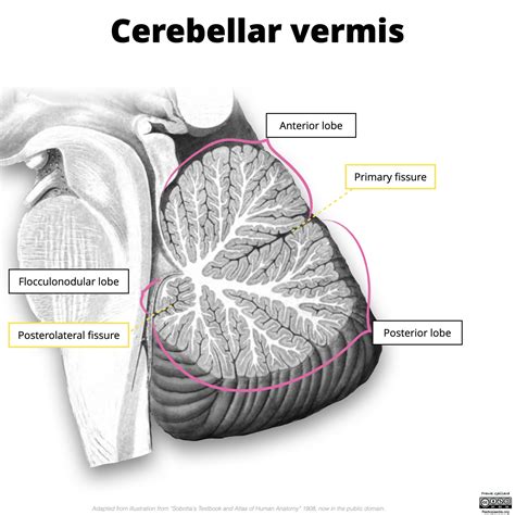 Vermis — коллекция фото и изображений по теме | ДзенРус