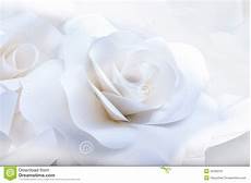 Beautiful White Backgrounds by Beautiful White Roses On White Background Stock Photo Beautiful White Backgrounds