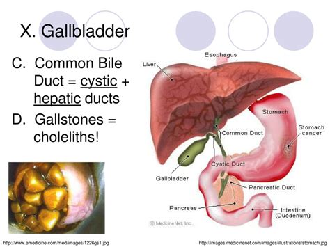 Image result for Gallbladder Test