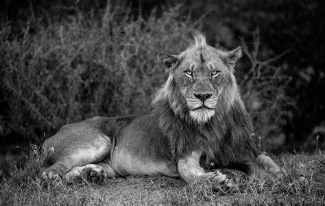 Majestic Lion Captured at Twilight