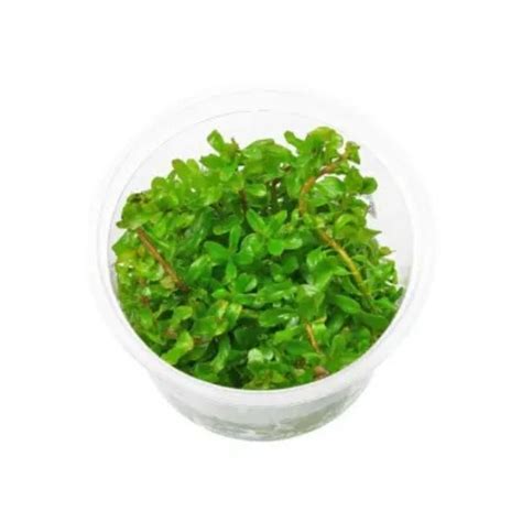 Rotala rotundifolia 'Green' - Growow Tc Plant – LM Pet Shop