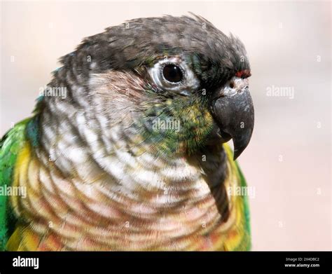Crimson-bellied parakeet, crimson-bellied conure, Rotbauchsittich ...