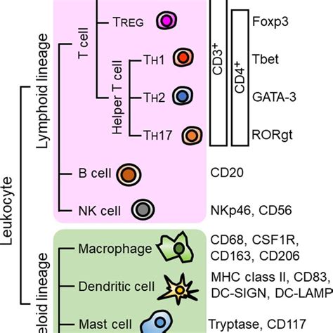 Image result for Lymphocyte Lineage Modulator
