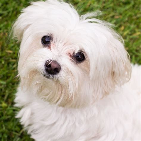 21 Best Toy Dog Breeds — Best Minature Dogs for Families