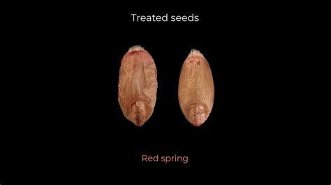 Image result for Wheat Grading Chart