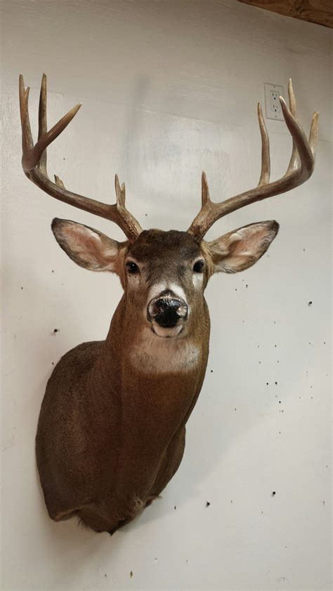 Whitetail Deer Mount