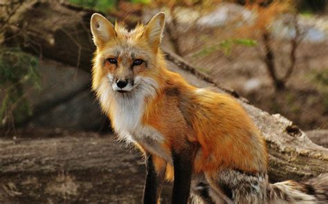 Fox Drawing for Kids 的图像结果