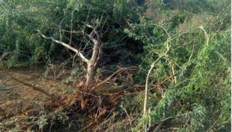 நிலத்தின் வளத்தைக் கெடுக்கிற சீமைக் கருவேல மரங்களை அழிக்க வேண்டும் ...