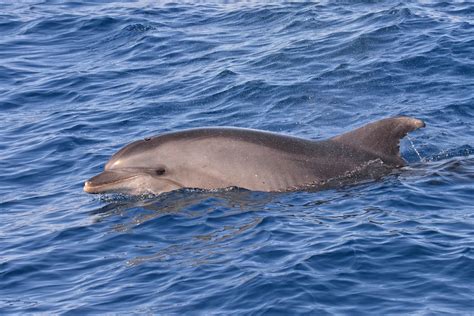 Common Bottlenose Dolphin (Tursiops truncatus) - ANGARI Foundation