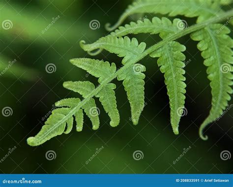 Fern Plants Generally Grow Around Moist Forest Floors. it is a Pioneer ...