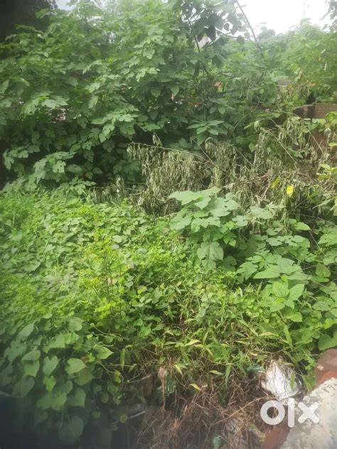 Bilaspur gate - Lands & Plots - 1819062244