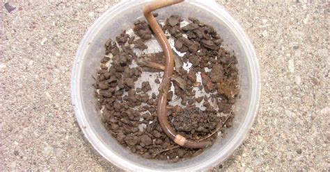 Invasive jumping worms that 'thrash wildly' when handled reported in ...