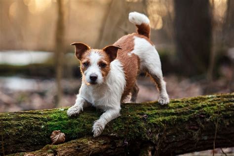 Lifespan Of Jack Russell