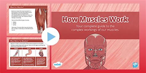 How Muscles Work PowerPoint Presentation for Students