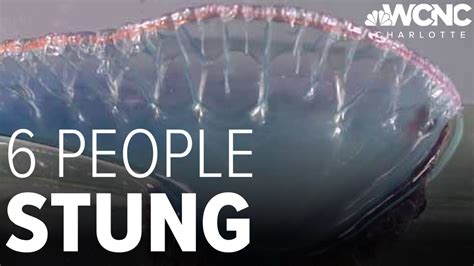 Don't touch! Portuguese man o'war wash up on NC beaches | wcnc.com