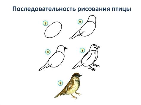 Как поэтапно нарисовать воробья карандашом поэтапно - Фотоподборки 1