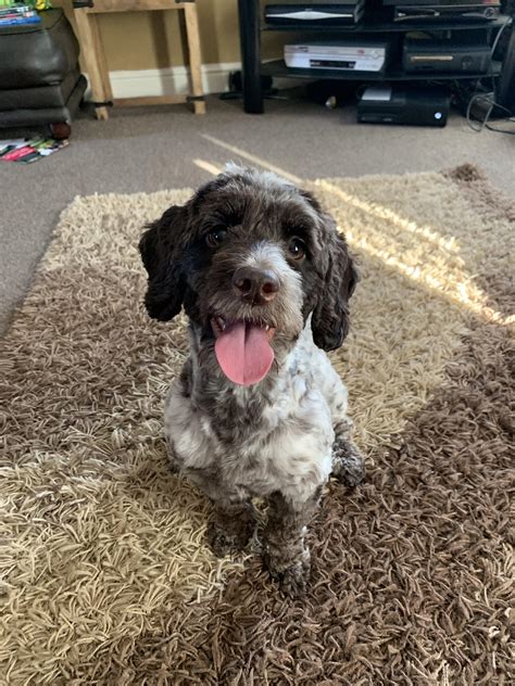 Image result for Cockapoo Dog Sitting Down