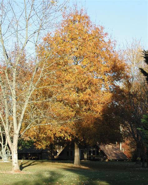 Willow oak | Tree, Leaf, Bark, Life Span, & Facts | Britannica