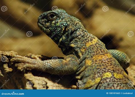 Uromastyx ornata stock image. Image of species, ornata - 100101665