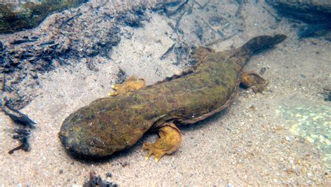 Big Water Dog Salamander