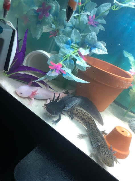 Axolotl Tank Setup Guide at Eden Celestina blog