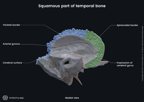 Temporal bone | Anatomy.app