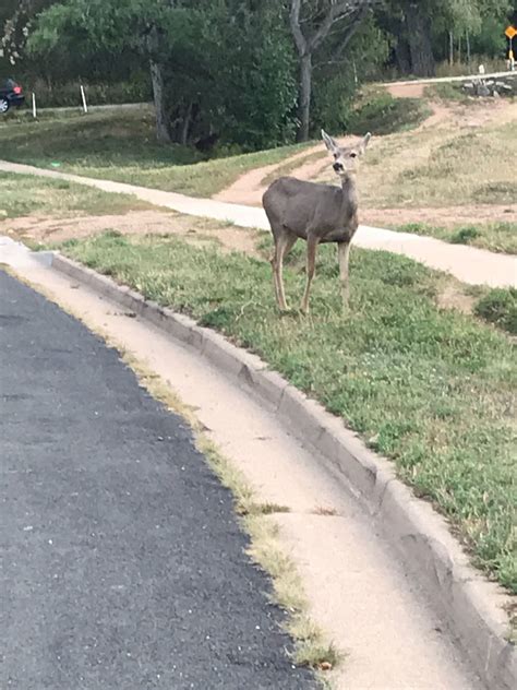 South Boulder Creek Trail - Colorado | AllTrails