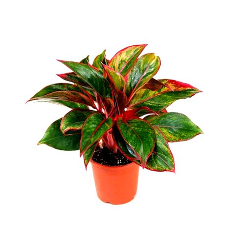 Buy Aglaonema Lipstick Plant online at best price
